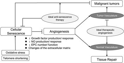 Angiogenesis, Cancer, and Vascular Aging